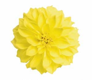 Dahlia YellowGold mellano