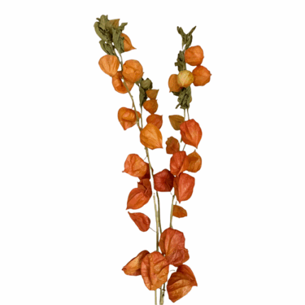 Chinese Lanterns holex