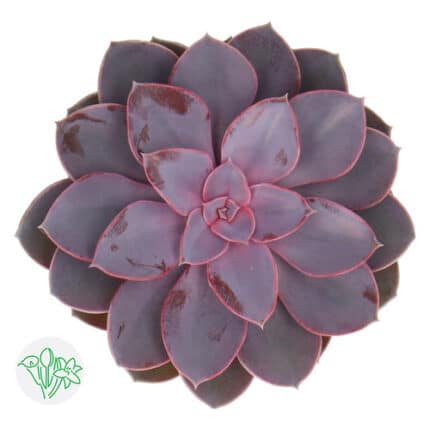 Succulent Purple Pearl holl(ST