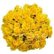 0db324c2-c4f7-43e6-824b-9bf17cf495c4.jpg RoseSpray Yellow holl - SR YELL HOL - Image 1