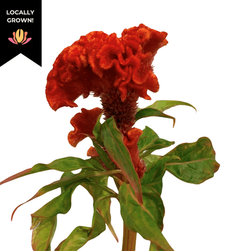 0db79d46-95bc-4218-899d-32f54f7a3159.png Coxcomb Chief Persimmon cramer - Image 1