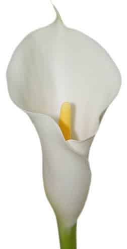 Calla White sande(st)