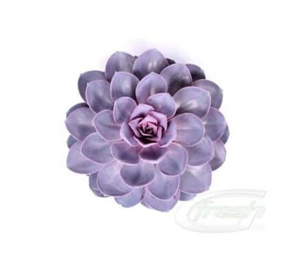 Succelent Purple small holl(ST)