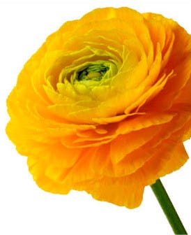 Ranunculus Cloony Ceres holl