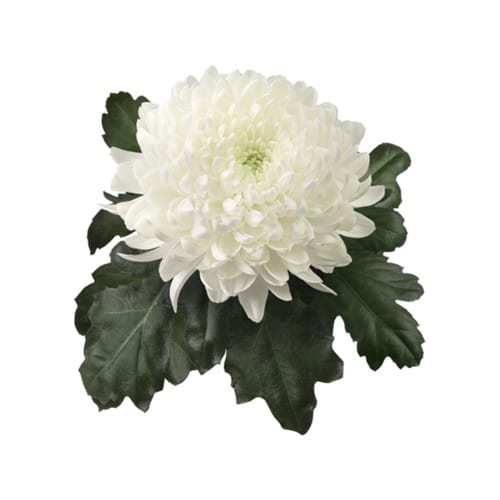 0def9439-730b-4907-a66d-54bf7dea0757.jpg Pom Button Halina rio(5st) - Image 1