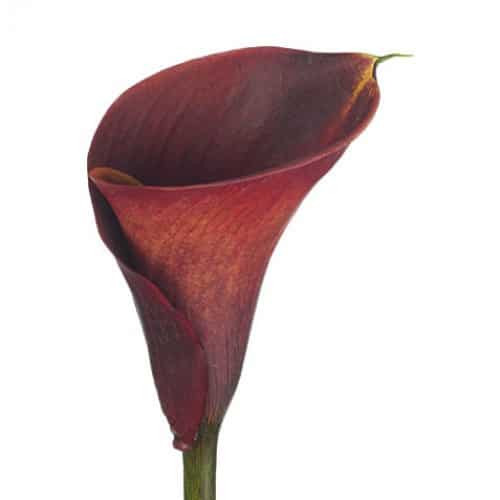 0df74efd-9ac2-4236-9931-7ae32f89485c.jpg Calla Red fresca - Image 1