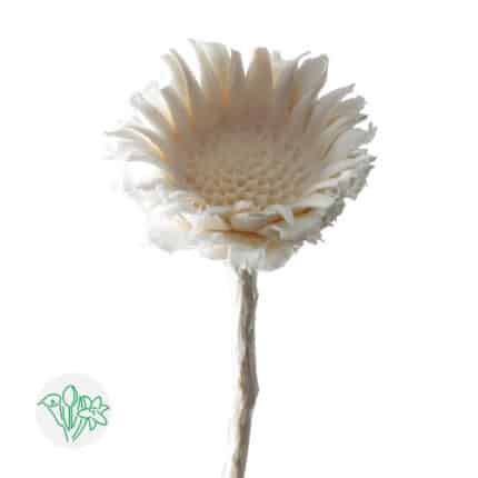 Protea Compacta Bleached Dried