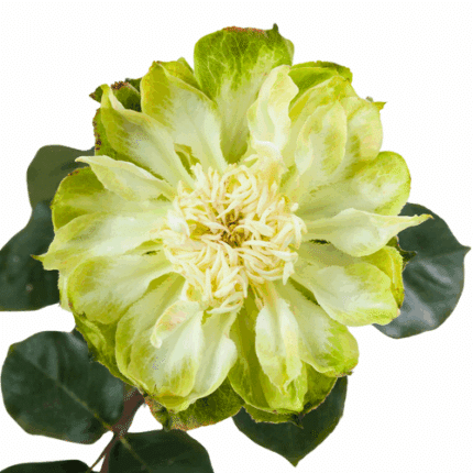 Rose Veggie 40cm rprima