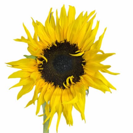 Sunflowers Panache mellano