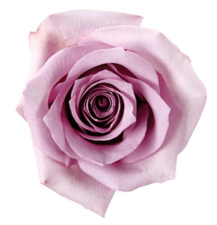 Rose Avant Garde 50cm priv coll rio