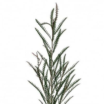 Grevillea Fine holl