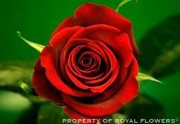 Rose Tinto 70cm rfi