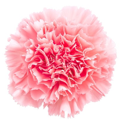 Carn Select Pink Multiflora