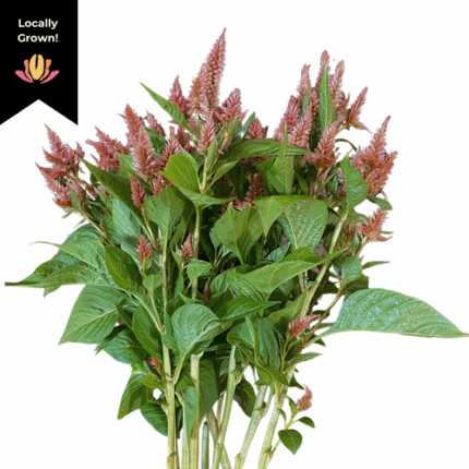 Celosia Terracotta local