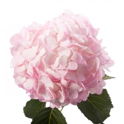 Hydrangea Pink mini fresca(st)