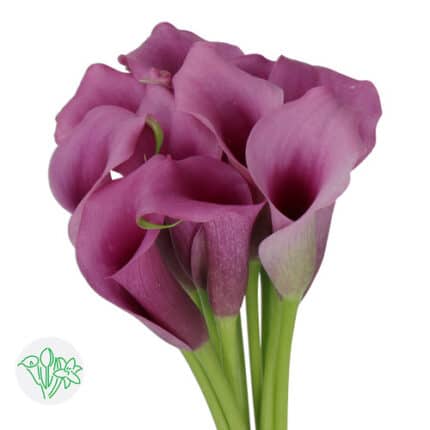 Calla Purple holl