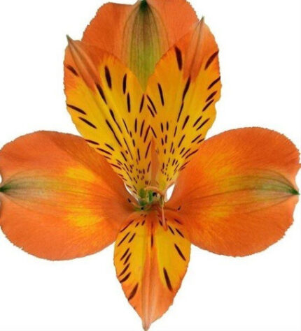Alstro Orange fresca sel