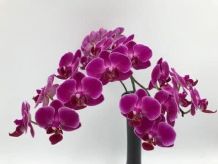 Phals Purple holl 7-9hd(STEM)