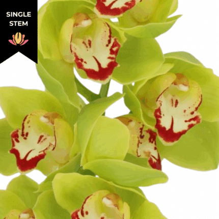 Cymbidium Tamara Green holl 8/ (stem)