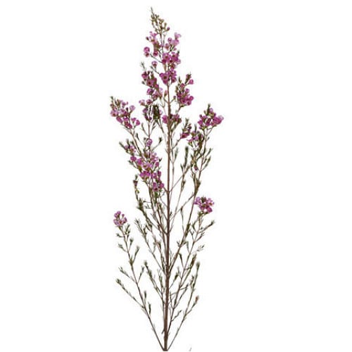 0e7f130d-7e70-4577-80a8-ef6a5fb2ca6f.jpg Waxflower Lavender fisher - Image 1
