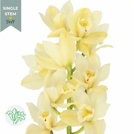 Cymbidum Creme 50cm holl(STEM)