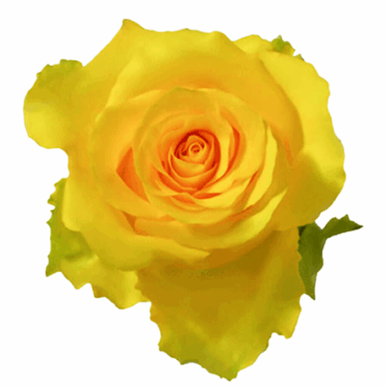 Rose Regatta 50cm rfi