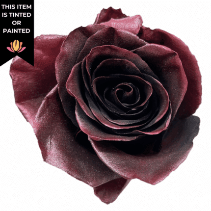 Rose Boysenberry 60cm florecal