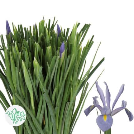 Iris Shanghai holl