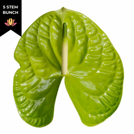 Anthurium Green Large (5 st) canada