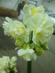 DAFF early cherry fr pk(25)