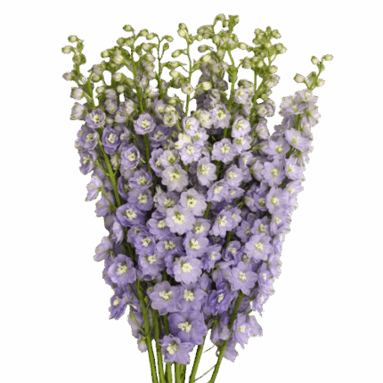 Delph Hybrid Manuella 100cm valleflor