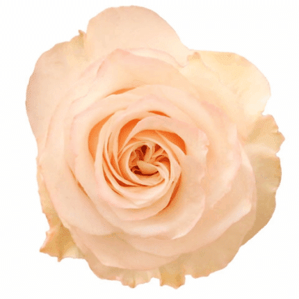 Rose Glow Girl 50cm fresca