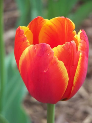Tulip French v.d. red-yellow