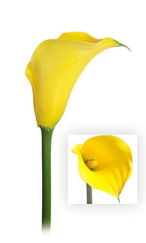 Callas Gold Medal by