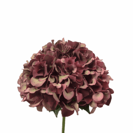 Hydrangea Ruby Purple Classic