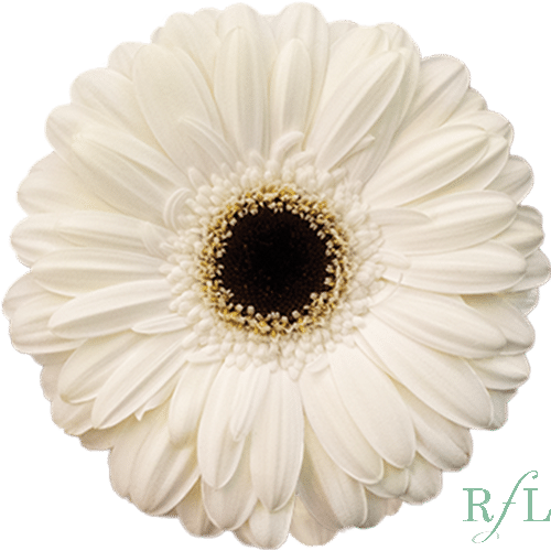 0ee7146b-acb1-4edf-a75c-30bd90ee95db.png Gerber Piano canada - Image 1