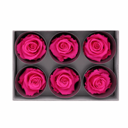 Rose Preserved Ht Pk(6head)