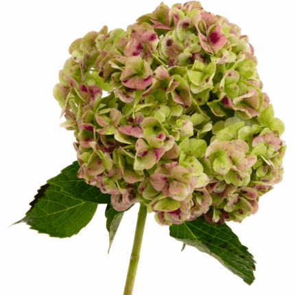 Hydrangea Antique Multiflor