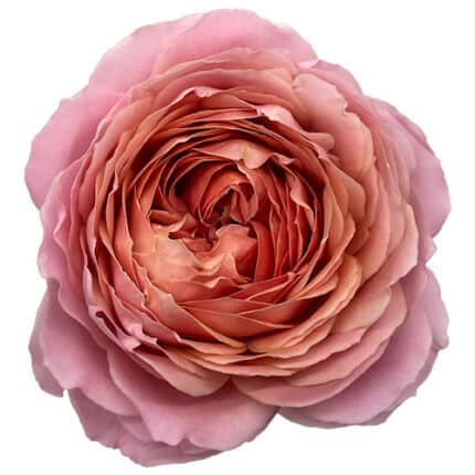 Rose Garden Romantic Anike (25