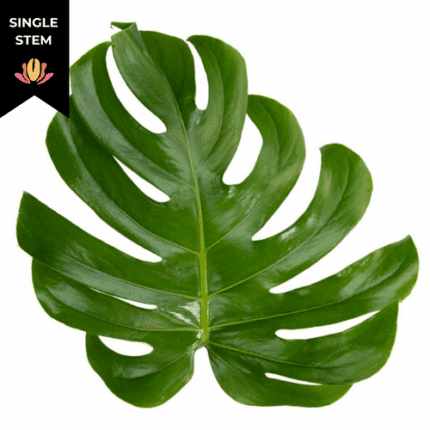 Monstera Leaf Medium national (stem)