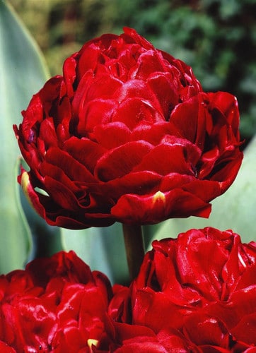 Tulip French Emblazon 60cm hol