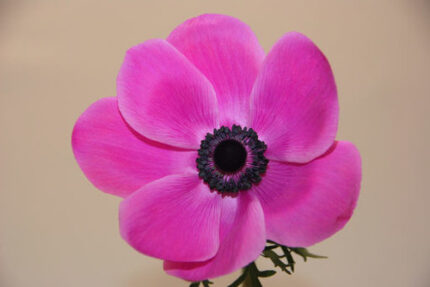 Anemonie Orchid holl