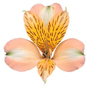 Alstro. Peach sole supsel