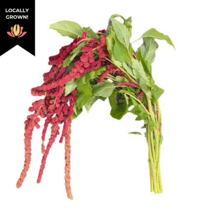 Amaranthus Red Tails cramer - AM RED TAILS CRAMER