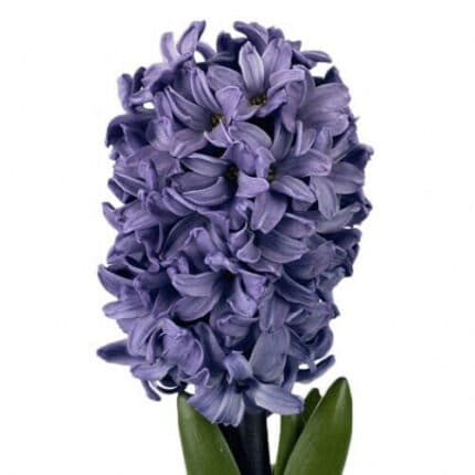 Hyacinth Blue allure