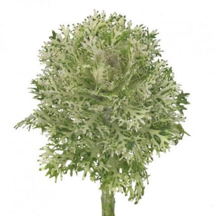 Kale White with Ruffels mia(ST
