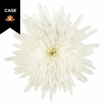 Mum Delistar White (x12 case) bella
