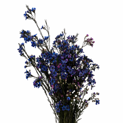 Waxflower Mid Night Blue Tinte