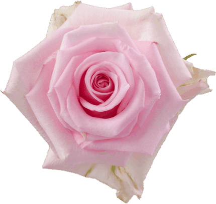 Rose Jessika(25st) 50cm rprima