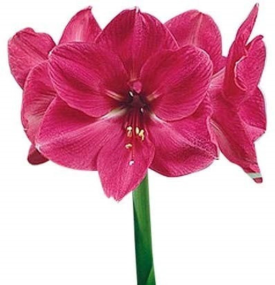 Amaryliss Pink holl(STEM)